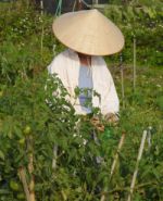 Okinawan farmer in a garden of greens