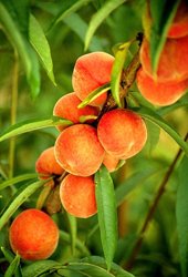 close-up of a branch of peaches hanging from a tree