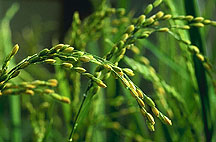 rice growing on a crop