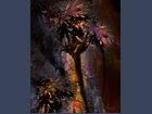 abstract mystical flowers